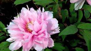 Japanese Tree Peonies in Winter Hakozaki Shrine Flower Garden [upl. by Onra431]