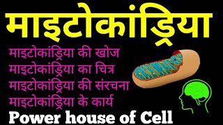 माइटोकांड्रिया की खोज संरचना कार्य  Structure of Mitochondria  Function of Mitochondria in hindi [upl. by Eciral]