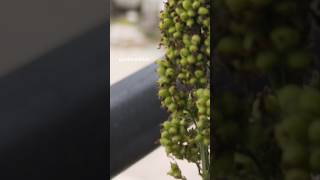 Flat Balcony GardeningSubscribe Now to get more such videos balcony flat balconygarden [upl. by Lerak383]