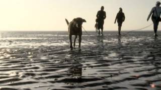 Destination Germany Walking the North Sea Mudflats [upl. by Crockett]