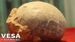 Well preserved dinosaur embryo has been discovered in a fossilized egg [upl. by Einafpets]