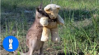 Baby Kangaroos amp Joeys  CUTEST Compilation [upl. by Patrizius]