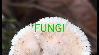 fungal tissue  Plectenchyma Prosenchyma  Pseudoparenchyma  Scletorium fungal tissues NEET PGT [upl. by Gnav]