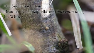 Die Suche nach dem Braunen EichenZipfelfalter Satyrium ilicis im Winter [upl. by Akenaj]