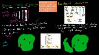 11 Punctuated Equilibrium vs Darwins Evolution HSC biology [upl. by Rayna]