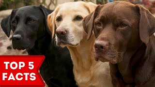 Labrador Top 5 littleknown Facts [upl. by Nomal140]