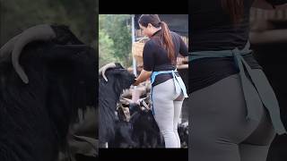 थाईलैंड में बकरियों को चरवाहे कैसे चराते हैं  How shepherds graze goats in Thailand shorts goat [upl. by Reeher]