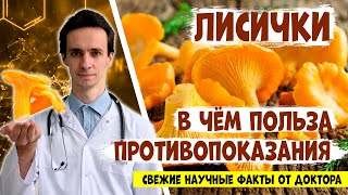 ЛИСИЧКИ народная медицина и официальные исследования Свежие научные факты от доктора [upl. by Ynavoj]