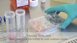 Unique Timelapse Video of Dynabeads Activating TCells [upl. by Aiekal355]