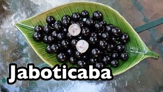 All About Jaboticaba the tree grape from Brazil [upl. by Olatha]