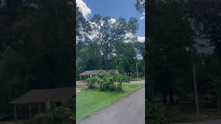 Inexperienced Lumberjack Cuts Tree on Top of House  1508829 [upl. by Gaskin]