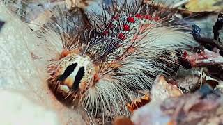 Lymantria Dispar Dispar LDD moth or Spongy Moth  Caterpillar Female adult and eggs [upl. by Damal531]