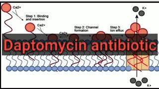 Daptomycin mode of action resistance pharmacokinetics side effect broad spectrum [upl. by Oremo72]