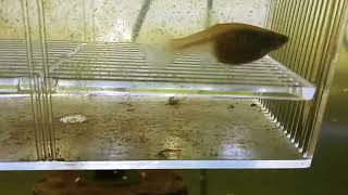 12 Guppy  Endler Hybrid Fry In Breeder Box 1 Week After Separating Pregnant Female [upl. by Ahsyekat580]