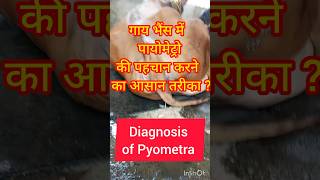 how to treat Pyometra in cattle MN 8083027928 [upl. by Lindsy]