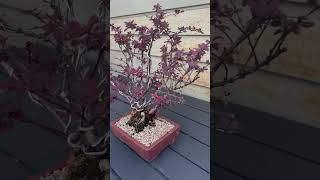 Japanese Barberry Berberis thunbergii bonsai [upl. by Ellata]