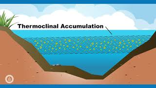 Algae Corner Algaecide Best Practices for Dissolved Oxygen [upl. by Ademla625]