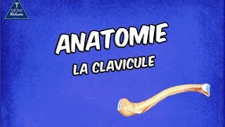 La Clavicule [upl. by Laon]