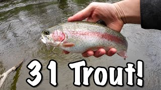 31 Trout Caught In ONE DAY  60 Days of Trout Fishing  Day 14 [upl. by Ardiekal]