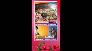 🔴Live Demo🌺Sembaruthi Black Oil தயாரிப்பு🌿வெள்ளை முடி கருப்பாகும்🥳hair hairgrowth haircare [upl. by Ariaj]