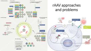 rAAV recombinant Adeno Associated Virus Strategies and Problems Code 274 [upl. by Aggarwal]