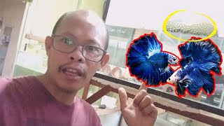 Vlog5  Ornamental fish farm Breeding  Effective betta fish breeding [upl. by Kathryn353]