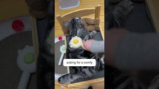 How did I make my cats finally love being brushed [upl. by Ellan]