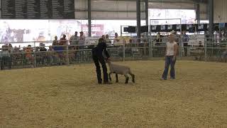 Umatilla County Fair 2024  4HFFA Master Showmanship [upl. by Eilime]