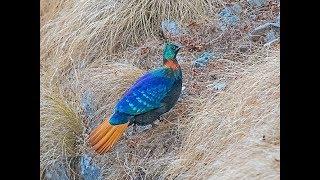 Amazing and Most Beautiful Himalayan Peacock Images  National Bird of Nepal [upl. by Lole992]