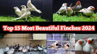 World Top 15 Most Beautiful Finches Bird  Finch 2024 [upl. by Neerac]