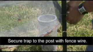 Installing a Hartstack Pheromone Trap [upl. by Glendon]