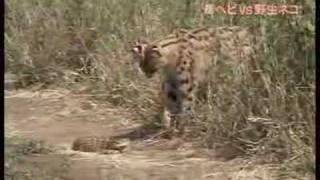 Serval vs Poisonous Snake [upl. by Dolley]