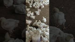 broiler farmingpoultry farminghow to start broiler farmingbroiler chicken farming broilerfarming [upl. by Natty]