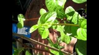 Basella rubra Malabar Spinach Growing in Ottawa City Ontario Canada [upl. by Isus]