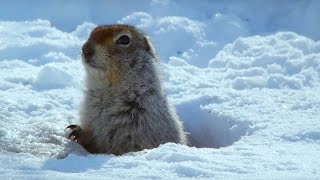 How an Arctic Squirrel Survives Winter  Wild Alaska  BBC Earth [upl. by Adlih]