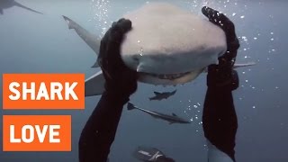 Scuba Diver and Shark Are Best Friends  Shark Love [upl. by Eidok682]