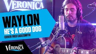 Waylon covert Fred Eaglesmiths Hes A Good Dog  Live bij Radio Veronica [upl. by Adhern]