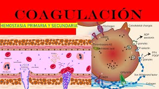 COAGULACIÓN SANGUÍNEA FISIOLOGÍA HEMOSTASIA PRIMARIA Y SECUNDARIA [upl. by Ikkin]