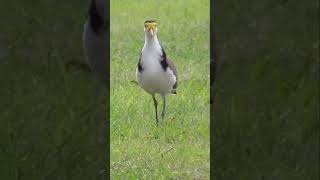 Curious Masked Lapwing Plover approaching shorts [upl. by Bekha876]