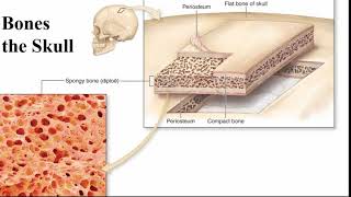 Chapter 7 Skeletal system [upl. by Attehcram]