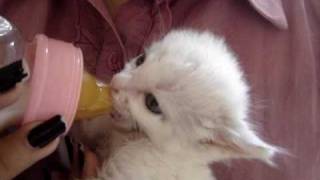 Cute kitten moves her ears while drinks milk [upl. by Jer520]