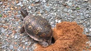 Box Turtle Lays Eggs in Her Nest [upl. by Greenwald563]