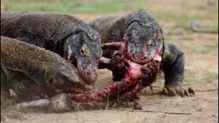 Comodo dragon vs boar Comodo dragon eating boar  forest animals video [upl. by Conway]