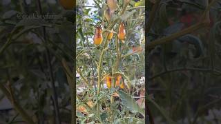 Crosspollinated tomatoes shorts gardening [upl. by Willetta52]