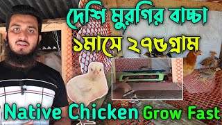 ১মাসে দেশি মুরগির বাচ্চা কতটুকু ওজন হয়  Deshi Murgi Farm  দেশি মুরগি পালন পদ্ধতি  Murgi Palon [upl. by Ozen784]