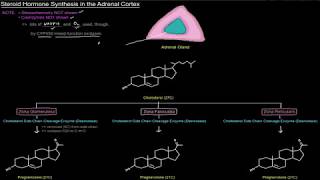 Steroid Hormone Synthesis in the Adrenal Cortex free sample [upl. by Krantz242]