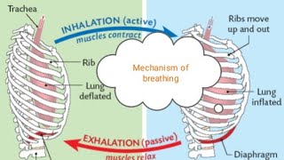 mechanism of breathing [upl. by Leidgam]