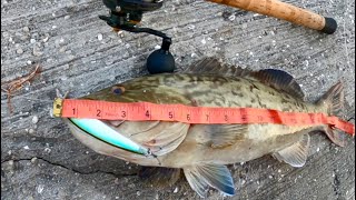 This Is Why You Fish At Sunrise Saltwater Shore Fishing Florida Catching Gag Grouper And Snook [upl. by Nnep]