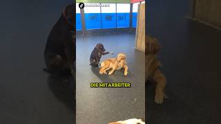 Dieser Hund liebt es Hunde zu streicheln shorts [upl. by Odareg]