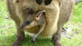 Baby Kangaroo in Pouch [upl. by Gilead]